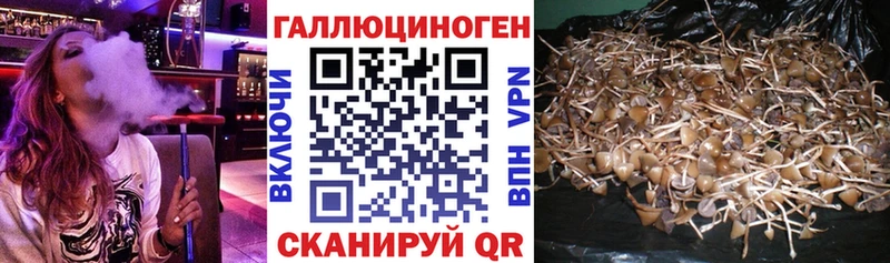 Псилоцибиновые грибы GOLDEN TEACHER блэк спрут ссылки Ачинск