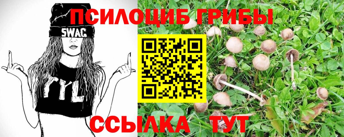 Псилоцибиновые грибы Psilocybe Ачинск